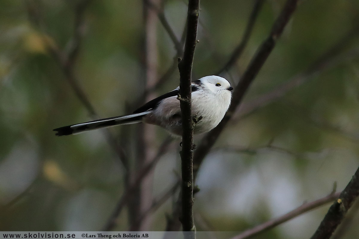 Sävsångare, Acrocephalus schoenobaenus